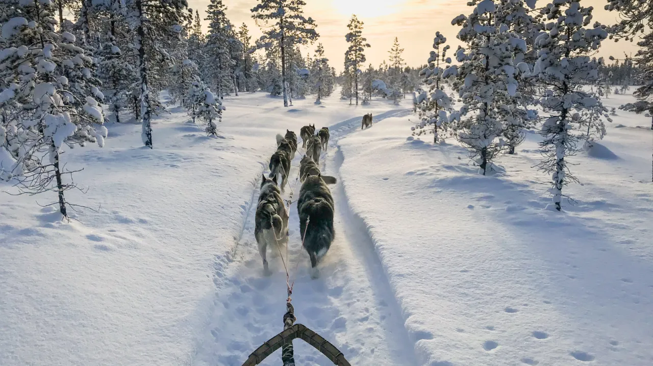 Lapponia slitta husky