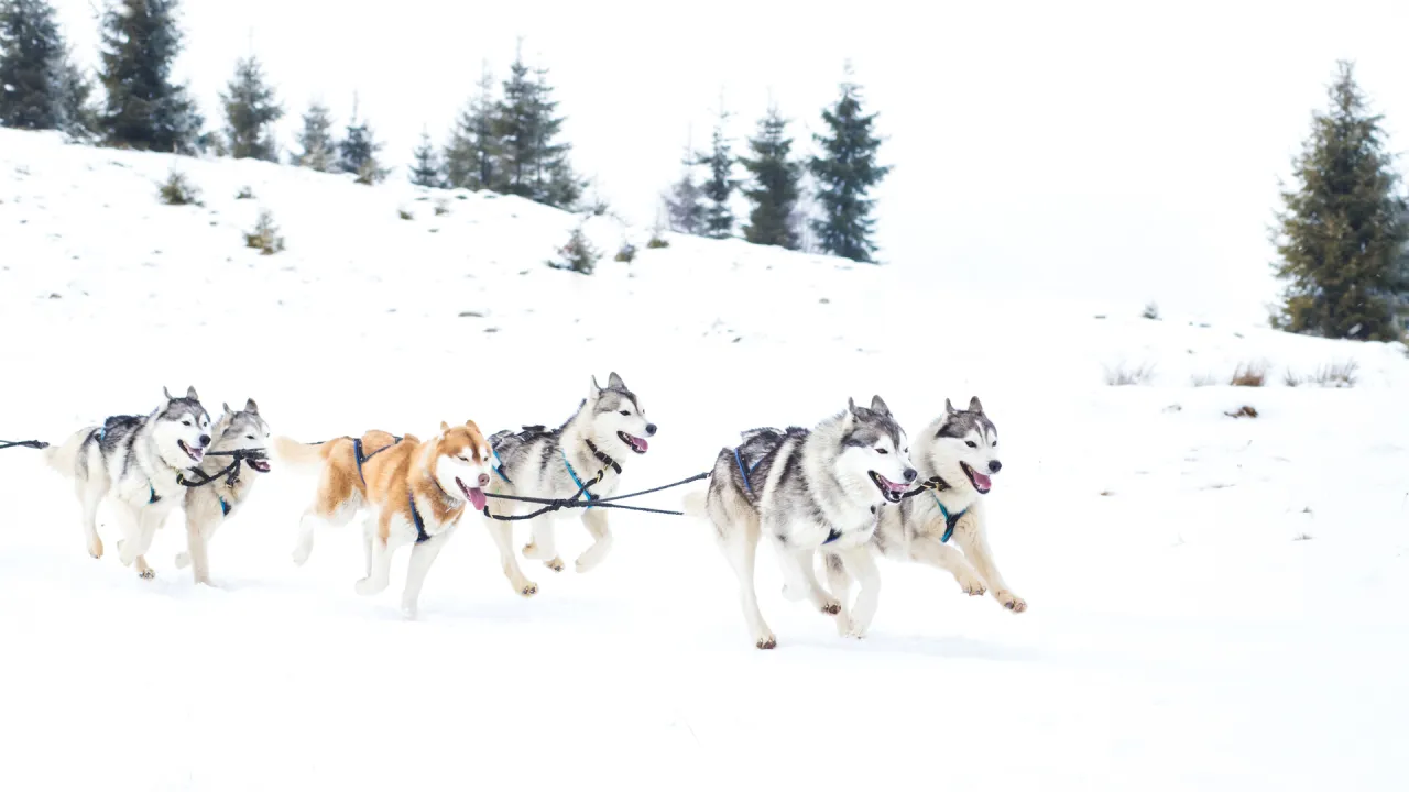 IDITAROD FOTO