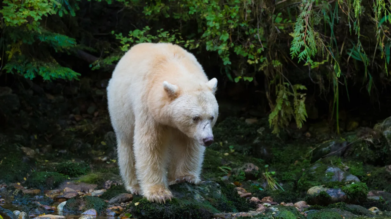 Grande Foresta Pluviale dell'Orso