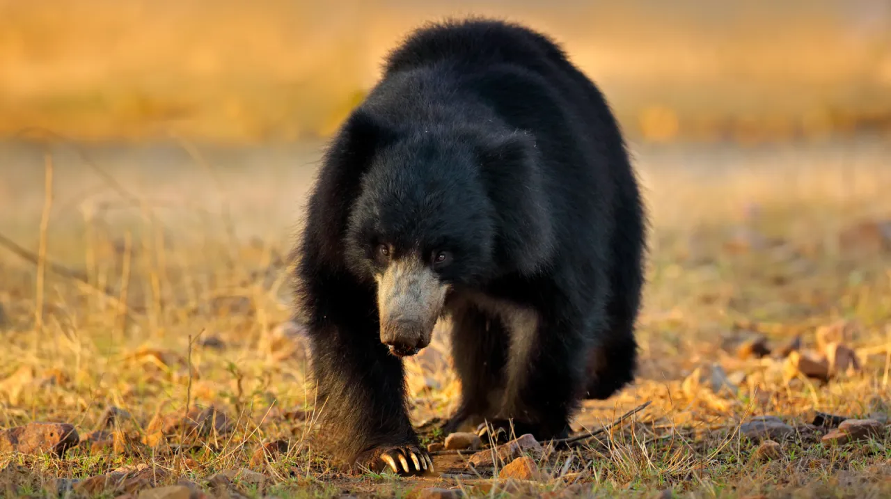 Parco Nazionale di Wilpattu