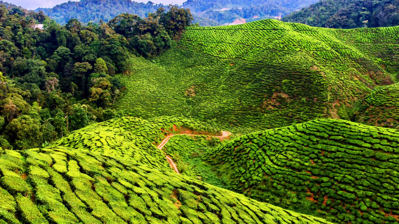 Cameron Highlands