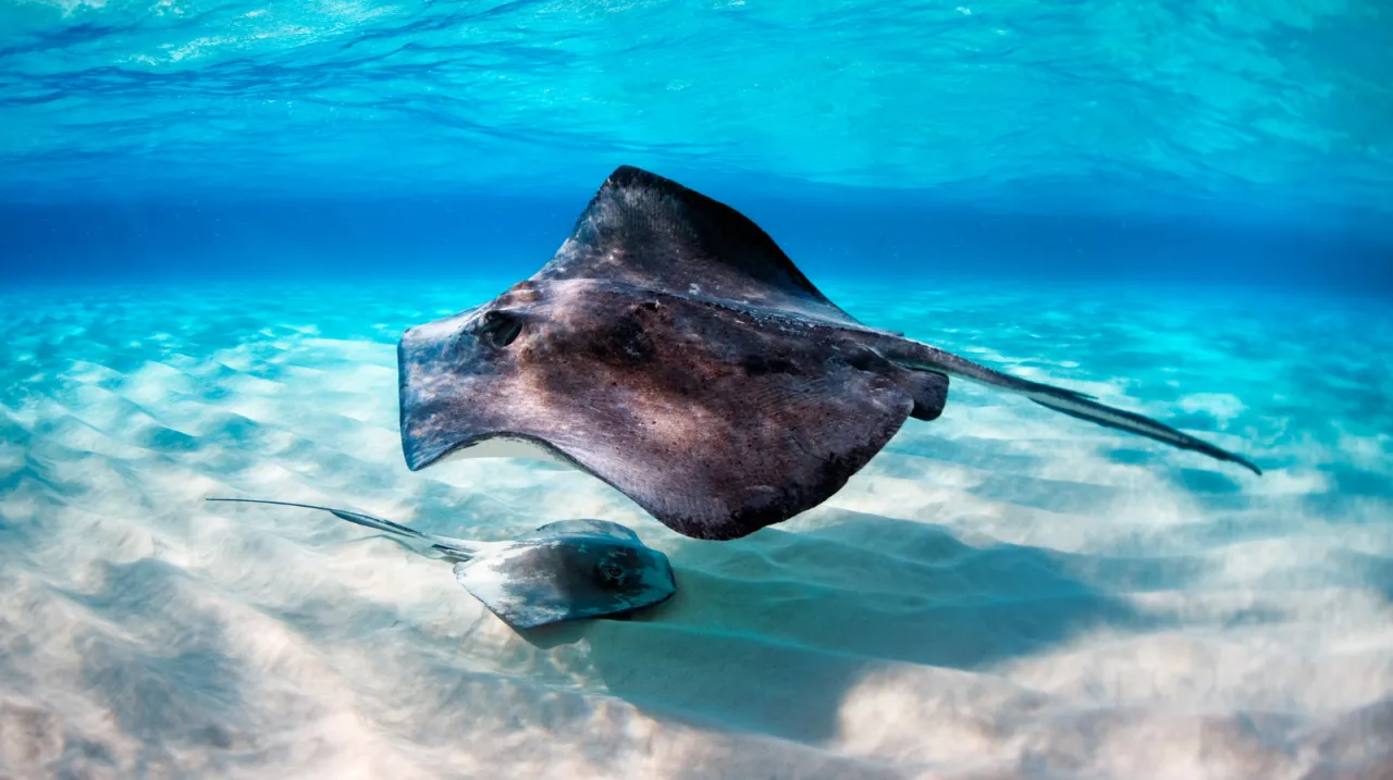 Stingray City