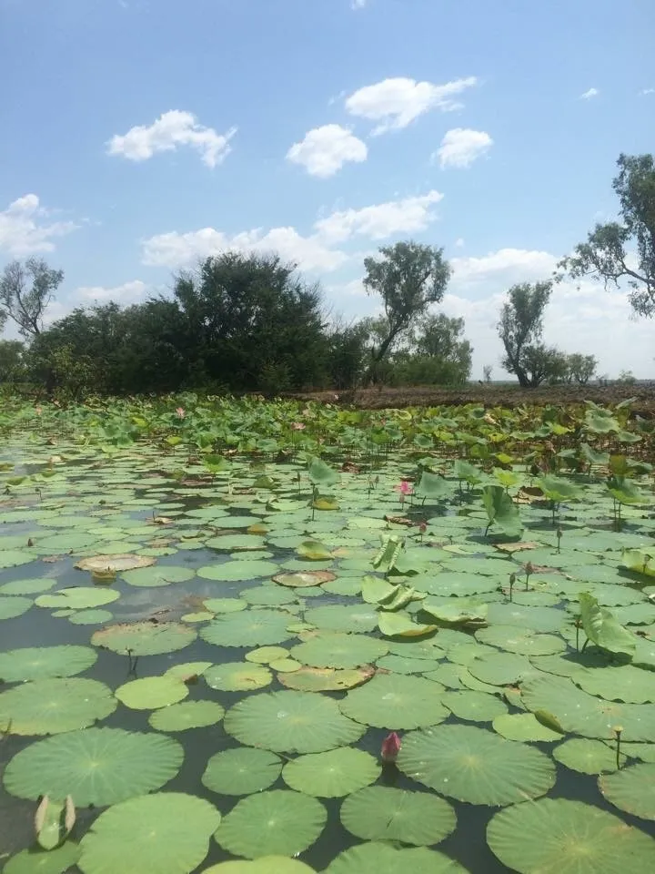 Bamurru Plains, Northern Territory hotel image from Expedia