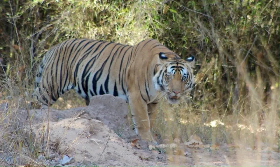 Samode Safari Lodge, Parco Nazionale di Bandhavgarh hotel image from Expedia