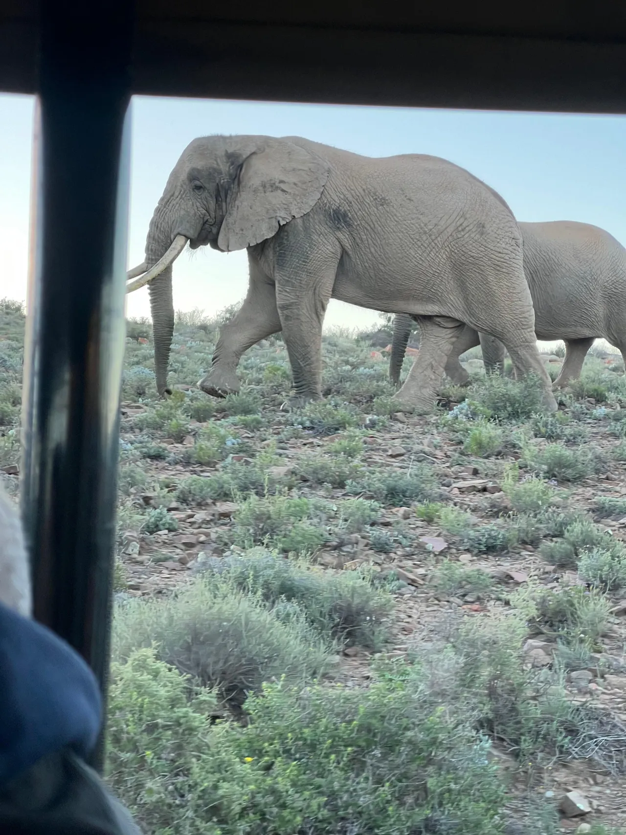 Sanbona Wildlife Reserve hotel image from Expedia