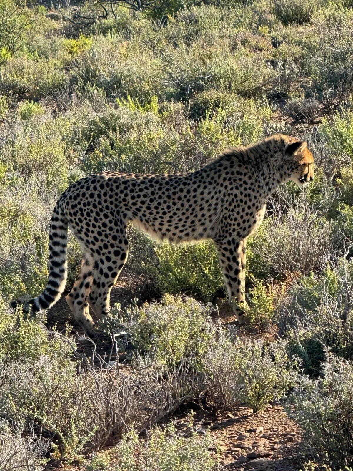 Sanbona Wildlife Reserve hotel image from Expedia