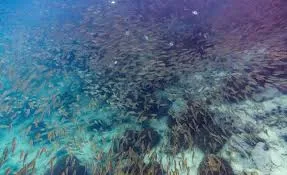 Soneva Kiri, Koh Kood hotel image from Expedia